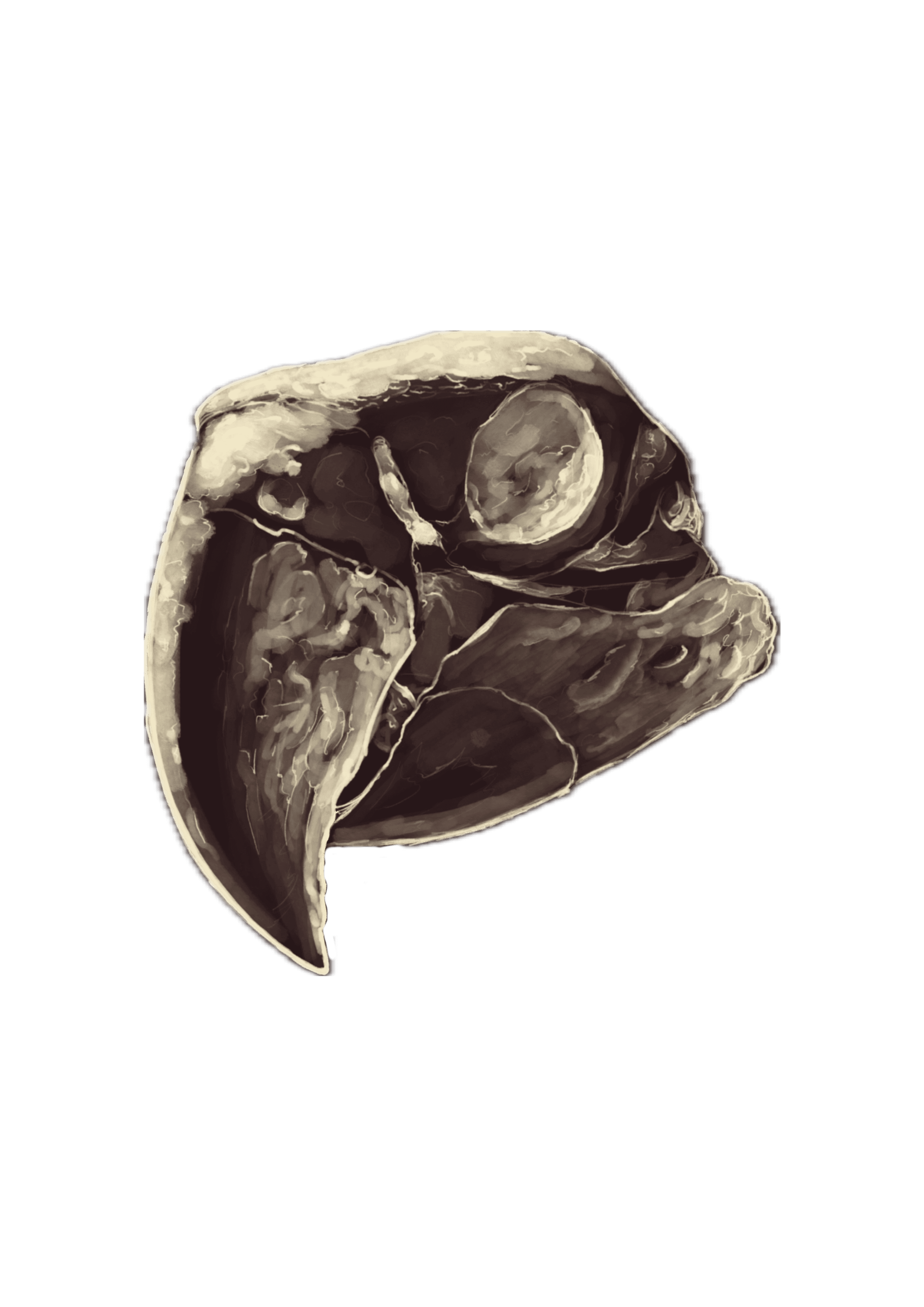 Stylized sepia illustration of a parrot head in profile with a large, curved beak.